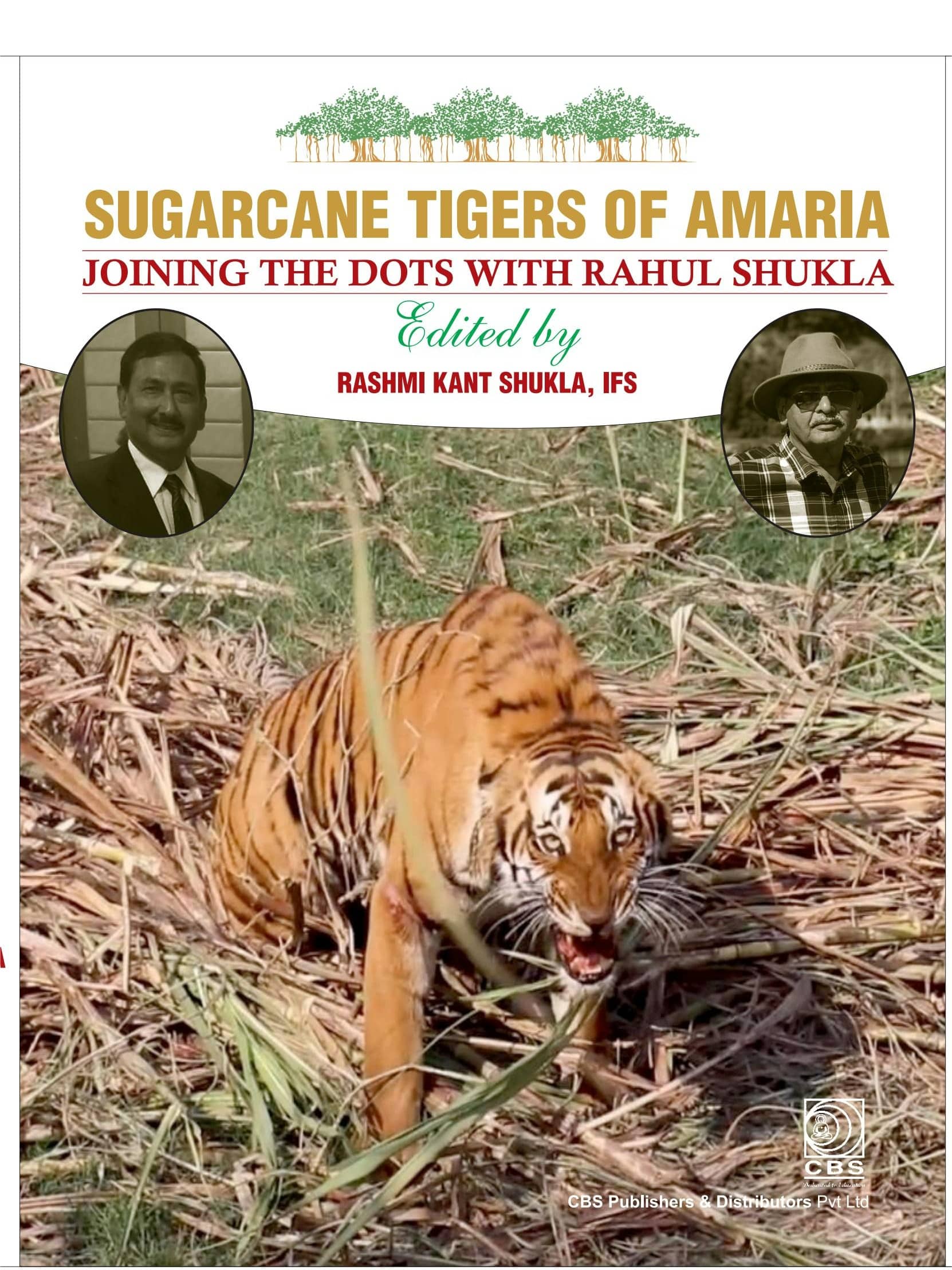 Sugarcane tigers of amaria