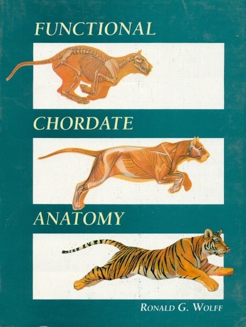 Functional chordate anatomy
